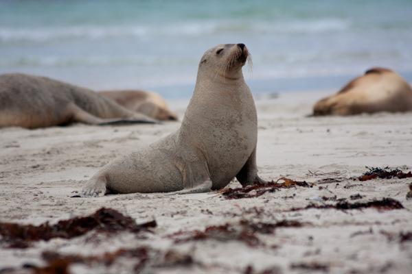 Sea lion resting on a sandy beach, Kangaroo Island Kangaroo Island Council, Australia