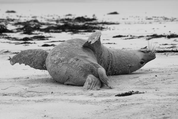 Southern Elephant Seal Resting on South Australian Beach Kangaroo Island Council, Australia