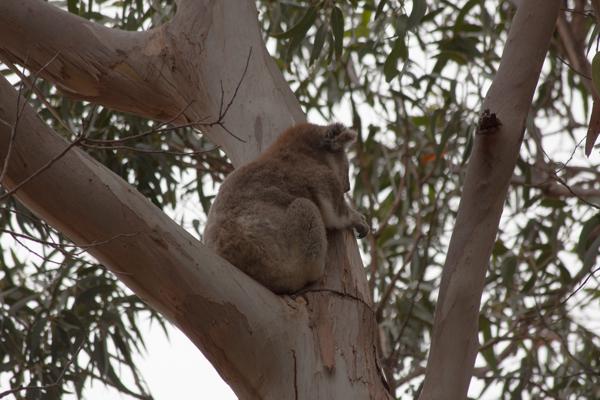 Koala resting in a eucalyptus tree Kangaroo Island Council, Australia