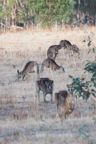 Grazing Kangaroo Mob in Dry Victorian Field Rural City of Horsham, Australia
