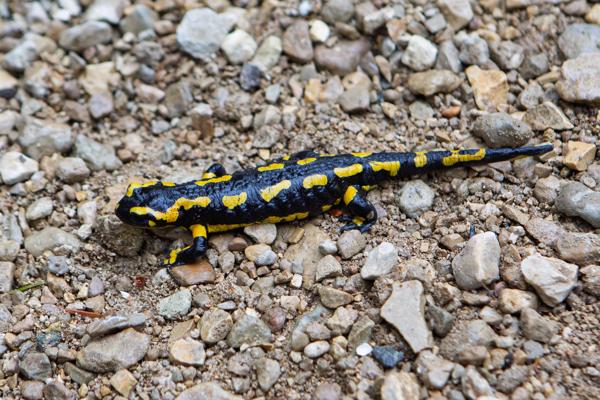 Fire Salamander on Rocky Ground Lons-le-Saunier, France