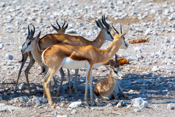 Springbok Herd on Rocky Pan (Namibia) Namibia
