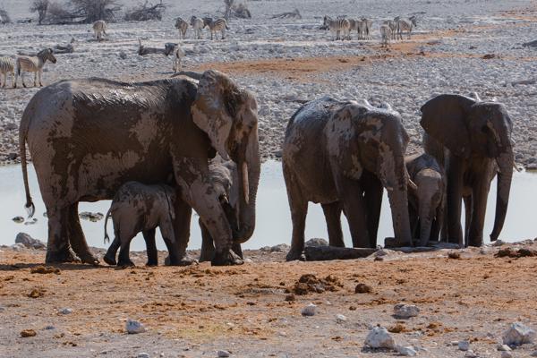 Mud‑coated elephants at a savanna waterhole Namibia