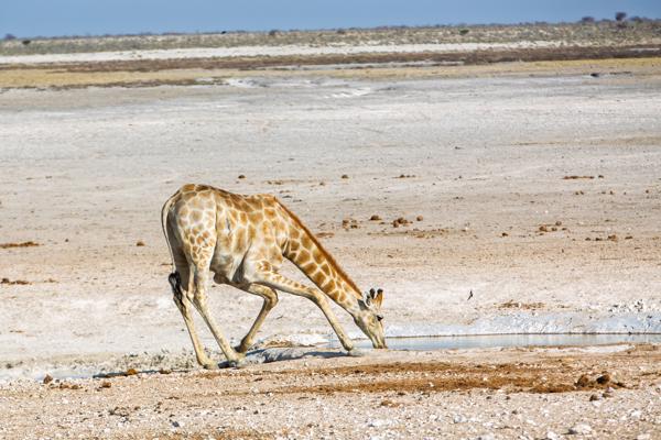 Giraffe Drinking at a Dry Pan Namibia