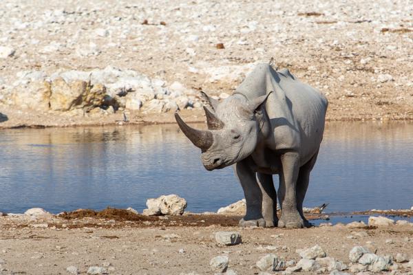 White rhinoceros at a waterhole in Etosha, Namibia Namibia