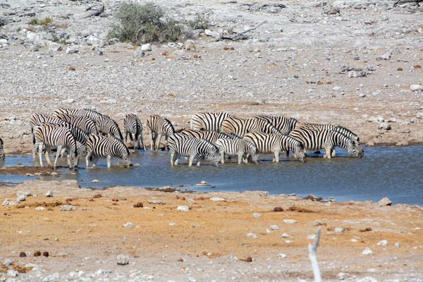 Herd of Zebras Drinking at an Etosha Waterhole Namibia