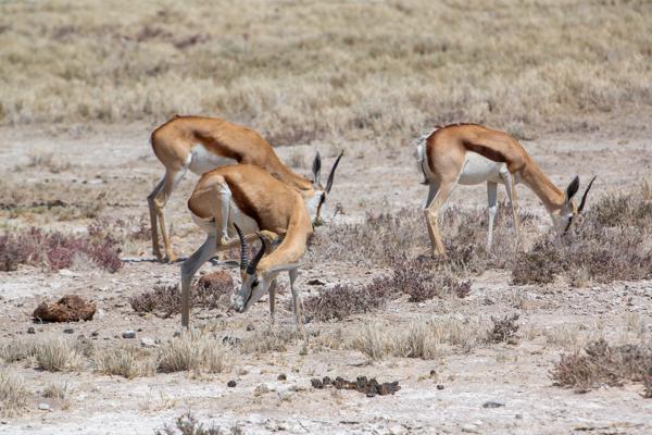 Grazing springbok in arid Namibian grassland Namibia