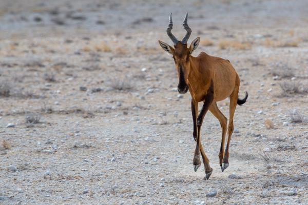 Red Hartebeest on Arid Plain Namibia