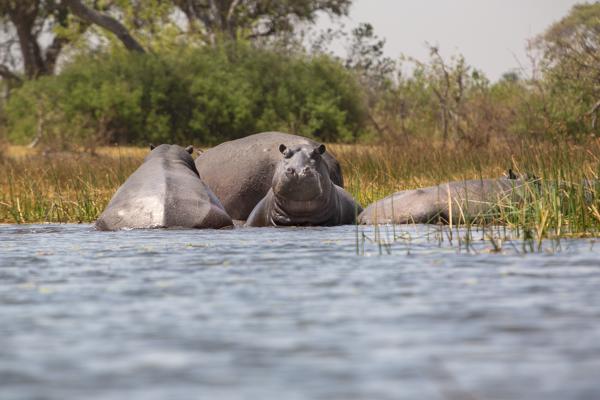 Hippopotamus pod in a Botswana wetland Botswana