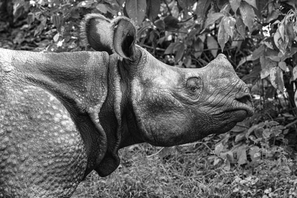 Profile of an Indian (One-horned) Rhinoceros Bharatpur, Nepal