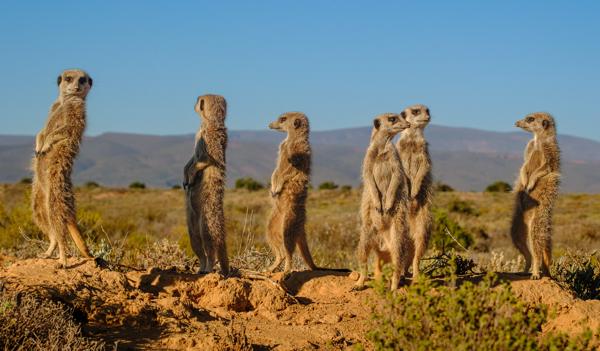 Meerkat sentinels in the Little Karoo at golden hour George, South Africa