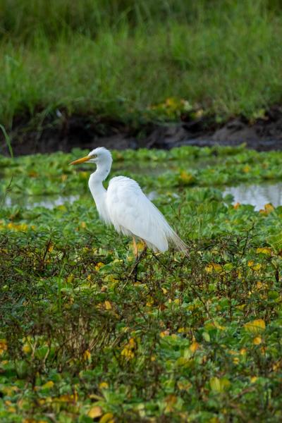 Great Egret Standing in a Marsh Tanzania
