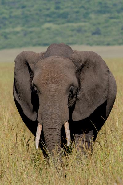 Close-up of an African Elephant in Savanna Siana ward, Kenya