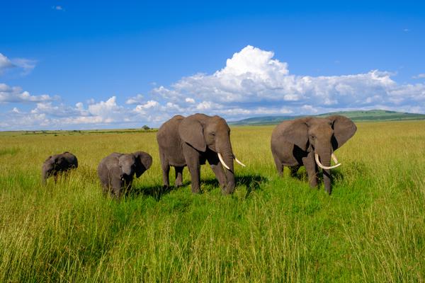Elephant family on African savanna Siana ward, Kenya