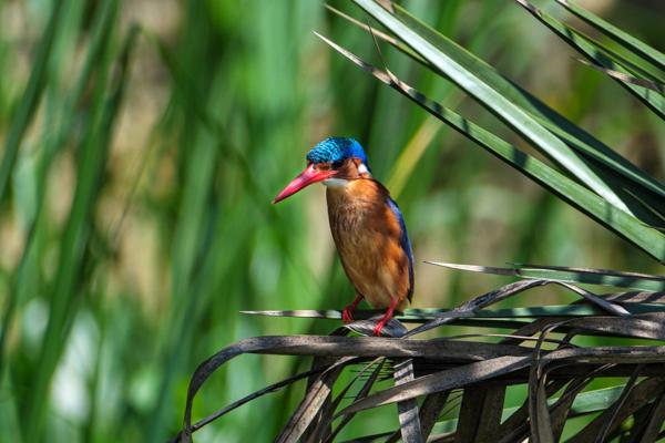 Malachite kingfisher perched on wetland reeds Kyangabukama, Uganda