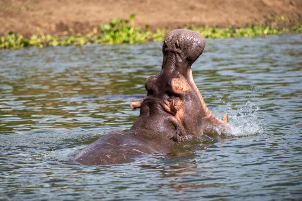 Hippo Yawning and Splashing in Shallow Water Katunguru, Uganda