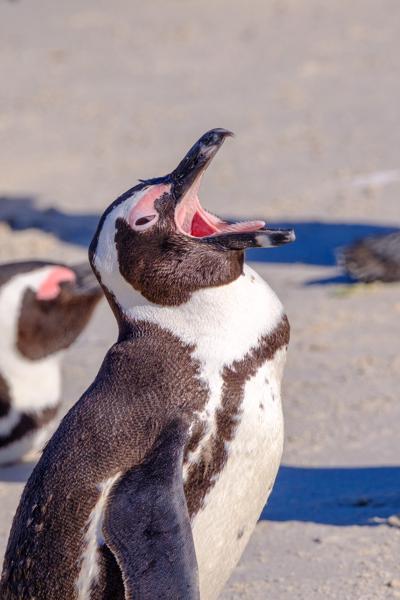 African Penguin Yawning at Boulders Beach Simon's, South Africa