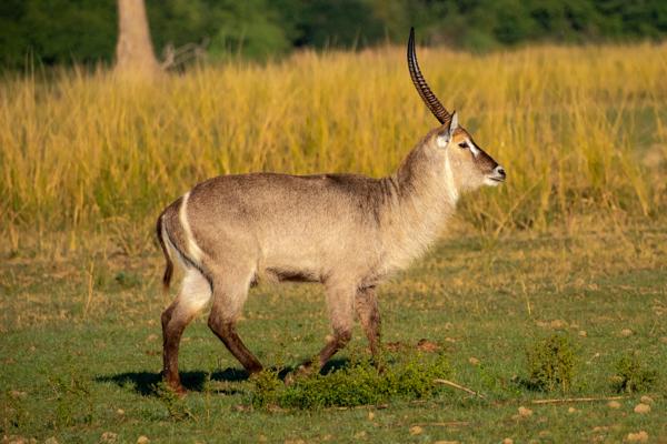 Male Waterbuck Standing in Savanna Zambia