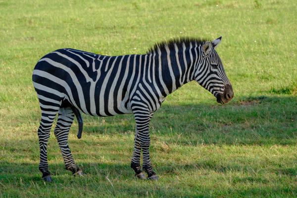 Plains Zebra Standing in Kenyan Grassland Siana ward, Kenya