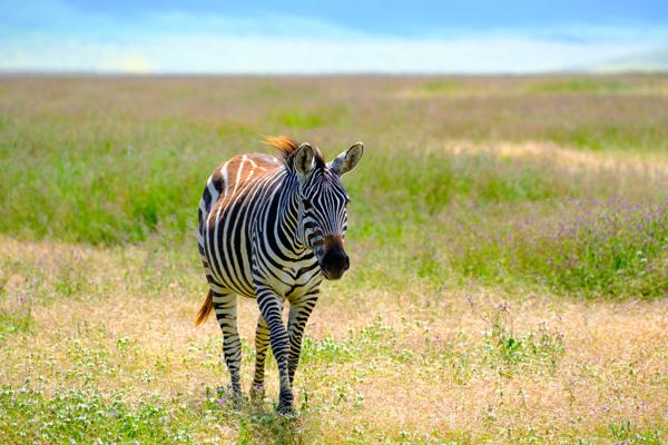 Plains Zebra on African Grassland Tanzania