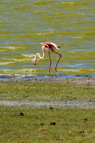 Solitary flamingo at a saline lake shore Tanzania
