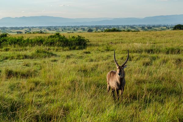 Male waterbuck standing in Rwandan savanna Kasenyi, Uganda