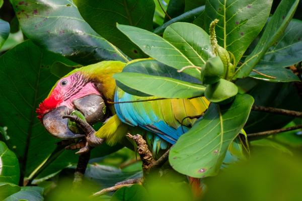 Great Green Macaw Feeding in Coastal Rainforest, Costa Rica Colorado, Costa Rica