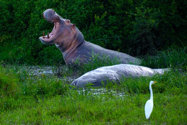 Hippo Yawning at a Marsh Edge with Egret Kasenyi, Uganda