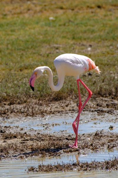 Greater Flamingo Wading in a Shallow Salt Marsh Tanzania