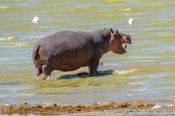 Hippo Wading at Lake Shore with Flamingos Tanzania