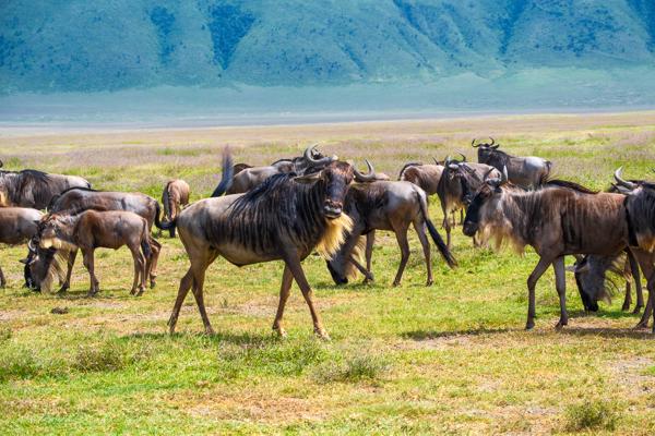Herd of wildebeest on the Ngorongoro grasslands Tanzania