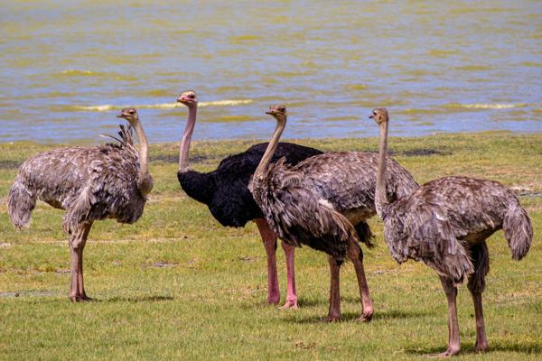 Group of ostriches by a lakeshore Tanzania