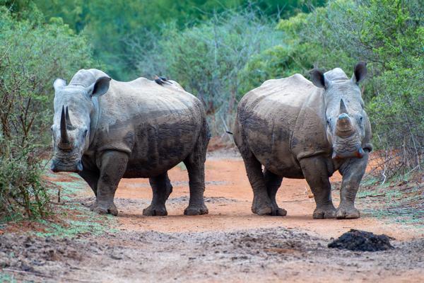 Two White Rhinos Standing on a Dirt Track in South African Bush Inkhundla Hlane, Eswatini