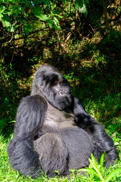 Resting mountain gorilla in Virunga forest Matyazo, Uganda