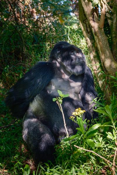 Resting mountain gorilla in dappled forest light Matyazo, Uganda