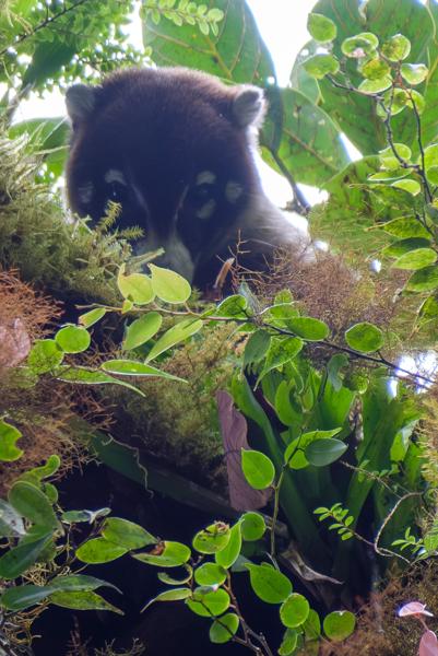 Coati Peering Through Cloud Forest Canopy Monteverde, Costa Rica