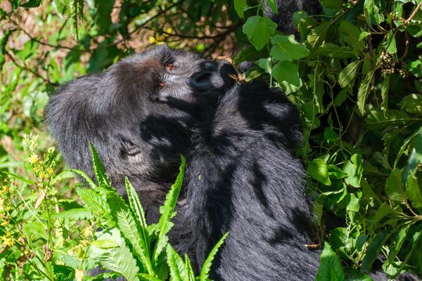 Close-up of a resting mountain gorilla in dense foliage Matyazo, Uganda