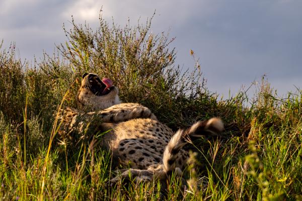Yawning Cheetah on a Grassy Mound, Serengeti Robanda, Tanzania