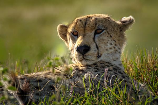 Resting Cheetah in the Serengeti Robanda, Tanzania