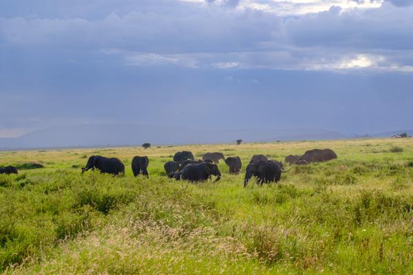 Herd of Elephants on a Rainy African Savanna Robanda, Tanzania