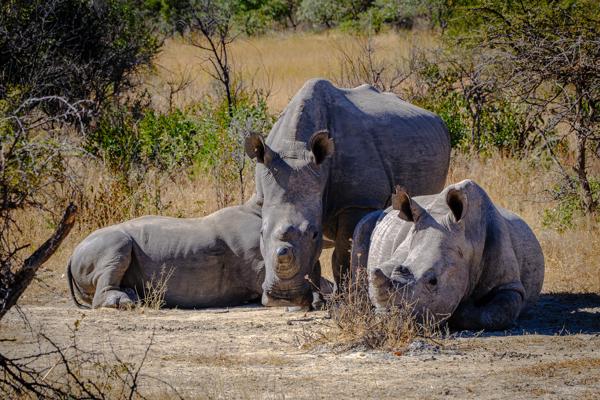 Resting White Rhino Trio in Southern African Savanna Matobo, Zimbabwe