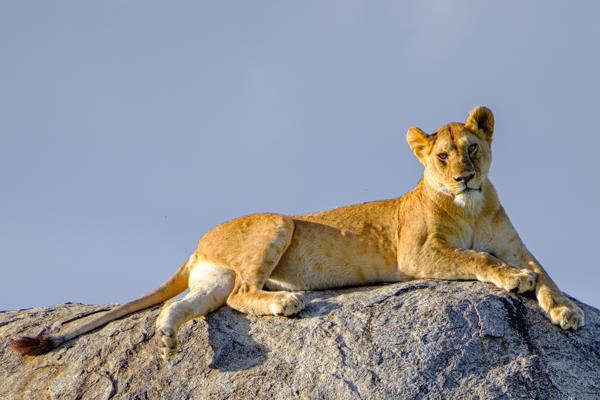 Lioness Reclining on Kopje at Sunrise Robanda, Tanzania