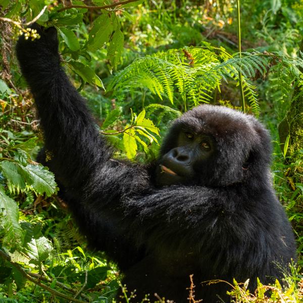 Young Mountain Gorilla in Forest Clearing Matyazo, Uganda