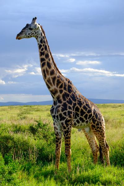 Majestic Masai Giraffe on the Tanzanian Savanna Robanda, Tanzania