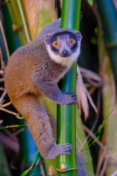 Close-up of a Bamboo Lemur Clinging to Bamboo M'lédjélé, Comoros