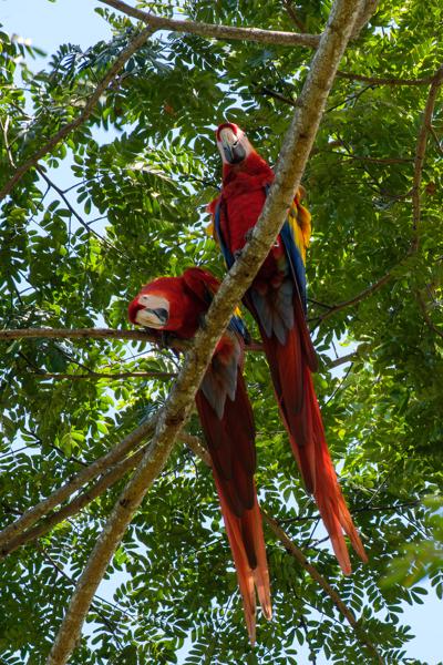Pair of Scarlet Macaws Perched in Tropical Canopy Tárcoles, Costa Rica