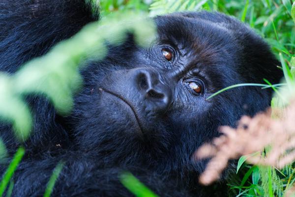 Close-up of a resting mountain gorilla in Volcanoes National Park Matyazo, Uganda