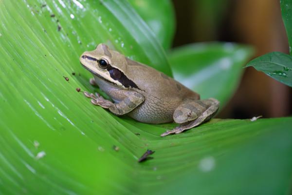 Brown tree frog on a glossy tropical leaf, Manuel Antonio Quepos, Costa Rica