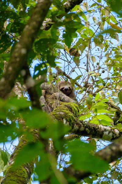 Resting sloth in a Costa Rican canopy Quepos, Costa Rica