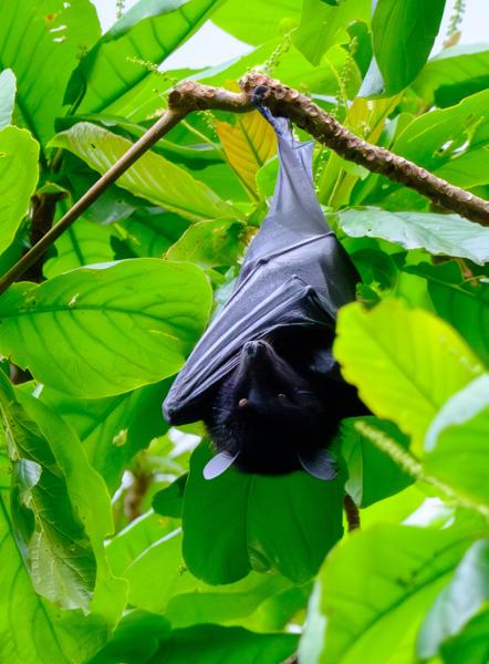 Suspended fruit bat among tropical foliage Moimbao, Comoros